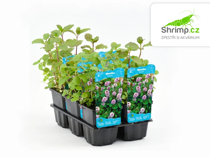 Mentha aquatica – košík 9x9 cm
