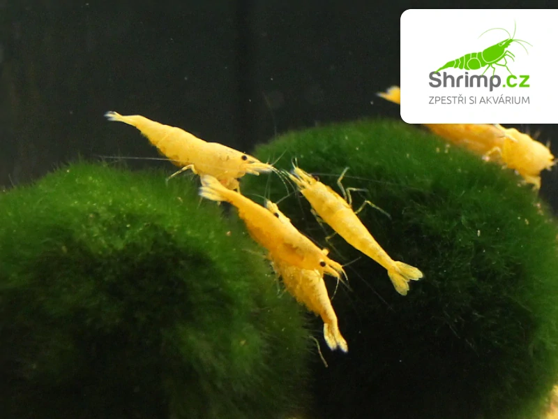 Yellow fire - Neocaridina davidi