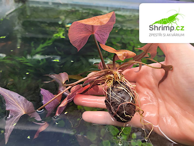 Tiger Lotus - hlíza