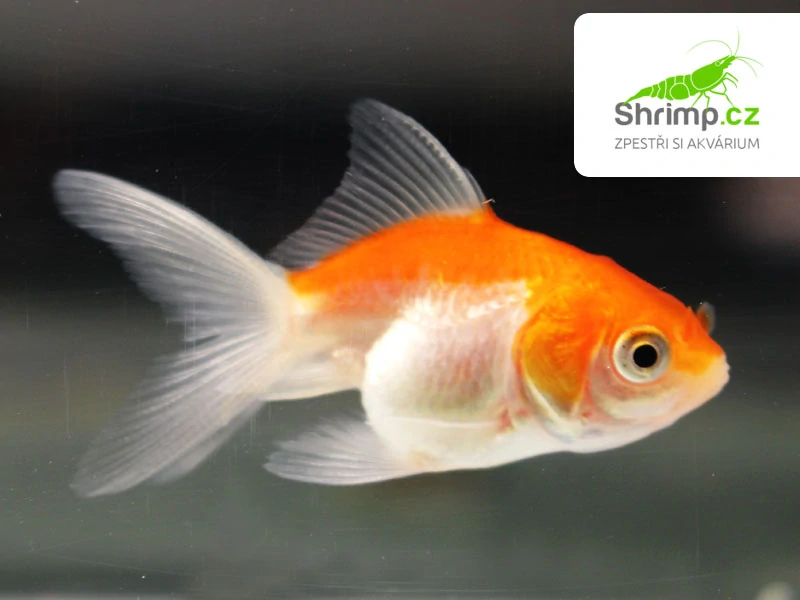 Závojnatka Red&white - Carassius auratus