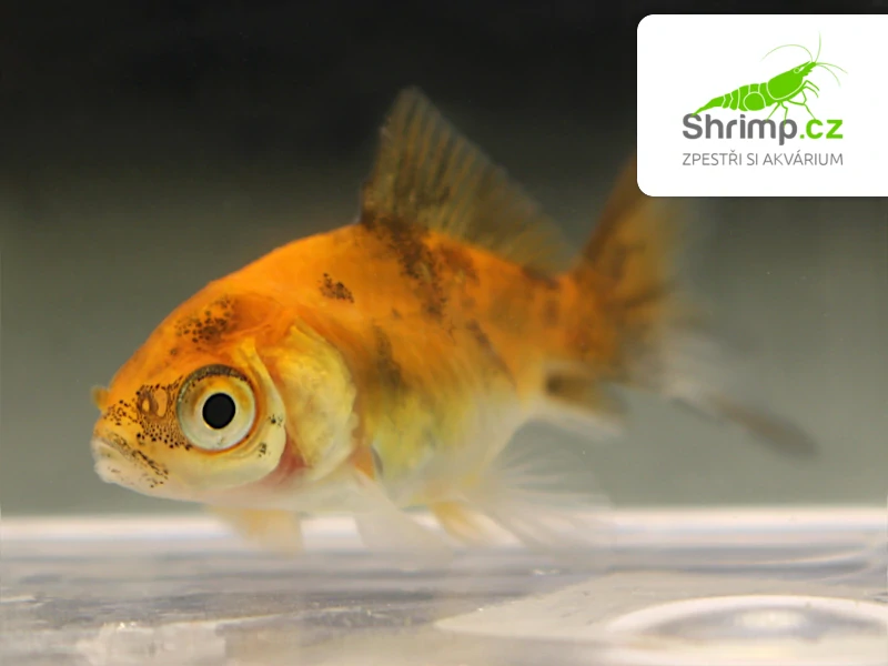 Závojnatka Calico - Carassius auratus