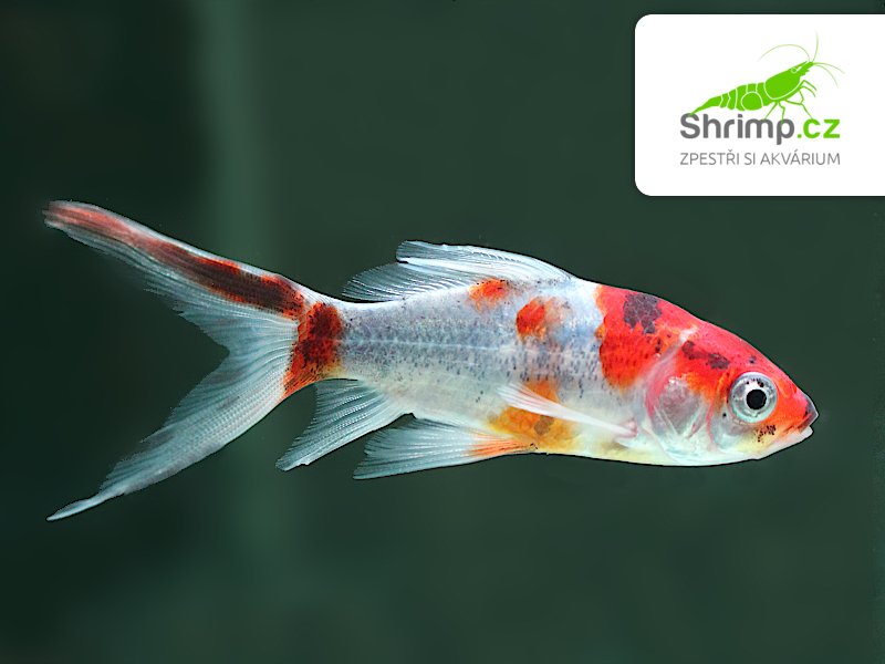 Karas Shubunkin 5-6 cm - Carassius auratus (DO JEZÍRKA)