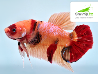 Bojovnice Giant Nemo ST - samice