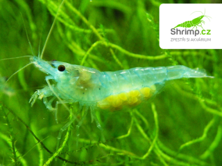 Blue Jelly 10 ks - (Neocaridina davidi)
