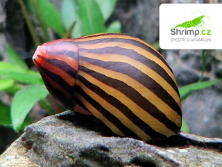 Plž Neritina zebra 10 ks - (Neritina natalensis)