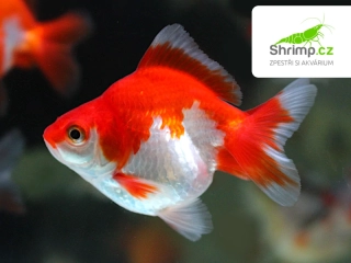 Závojnatka Red&white - Carassius auratus