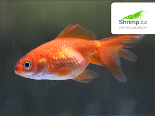Závojnatka Red oranda - Carassius auratus