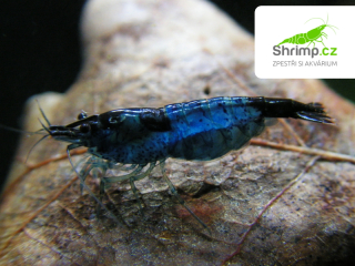 Blue dream 10 ks (Neocaridina davidi)