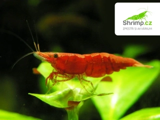 Red sakura 20 ks - Neocaridina davidi