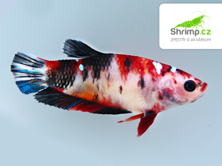 Bojovnice pestrá - samice GALAXY SHORT TAIL