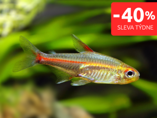 Tetra žhavá - Hemigrammus erythrozonus