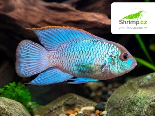 Akara electric blue 3,5-5 cm