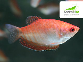 Čichavec golden red eye - Trichopodus trichopterus