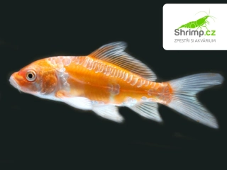 Koi kapr mix A 6-8 cm - Cyprinus carpio (DO JEZÍRKA)