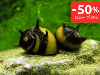 Plž Clithon sp.