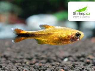 Tetra měděná - Hasemania nana