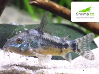 Pancéřníček skvrnitý - Corydoras paleatus
