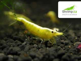 Yellow neon stripe 10 ks - Neocaridina davidi