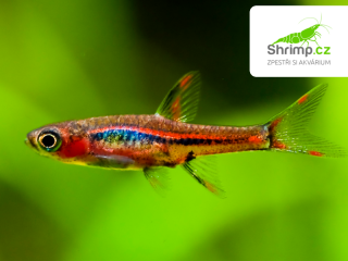 Razbora bornejská/merah 30 ks - Boraras brigittae/merah