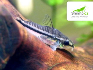 Pancéřníček malý 30 ks - Corydoras pygmaeus