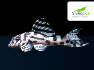 Krunýřovec L 236 SW (2,5-4 cm) - Hypancistrus sp. SW (L236 SW)