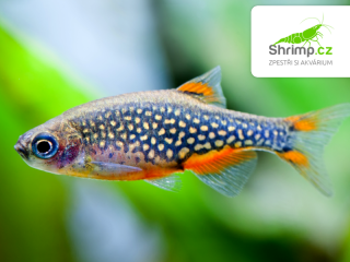 Dánio perlové 30 ks - Danio margaritatus