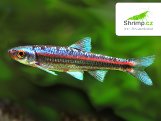 Jeleček duhový 10 ks - Notropis chrosomus
