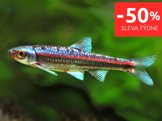 Jeleček duhový 10 ks - Notropis chrosomus
