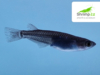 Medaka japonská černá - Oryzias latipes black