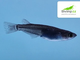 Medaka japonská černá - Oryzias latipes black
