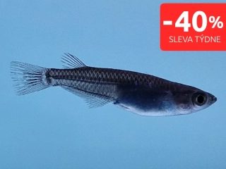 Medaka japonská černá - Oryzias latipes black