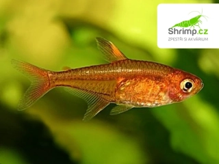 Tetra ohnivá 30 ks - Hyphessobrycon Amandae