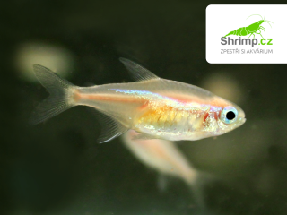 Neonka zlatá 30 ks - Paracheirodon innesi sp. Gold