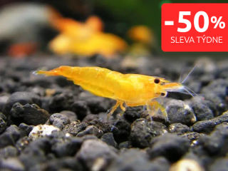 Orange - Neocaridina davidi