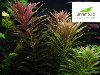 Limnophila aromatica - svazek