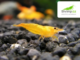Orange 20 ks - Neocaridina davidi