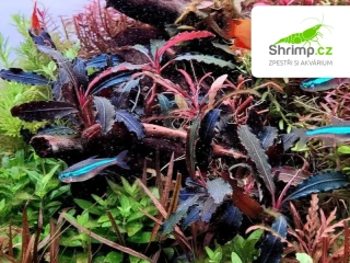 Bucephalandra Kedagang - svazek