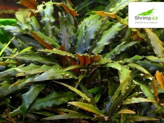 Kryptokoryna wendtii 'brown' - svazek