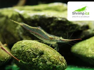 Krevetka Pinokio 30 ks - Caridina gracilirostris