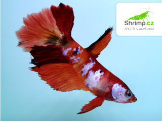 Bojovnice Nemo Halfmoon - samice 