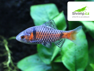 Parmička z Oděsy - Puntius padamya