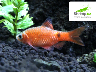 Parmička nádherná (orange) - Pethia conchonius