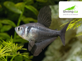 Tetra fantomová 2-3 cm - Hyphessobrycon megalopterus