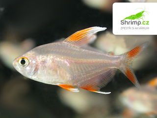 Tetra ozdobná white fin - Hyphessobrycon rosaceus white fin
