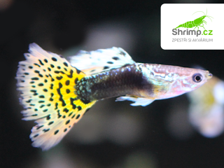 Živorodka Yellow Cobra sameček