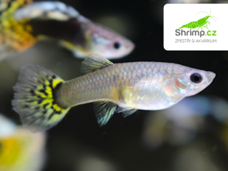 Živorodka Yellow Cobra samička