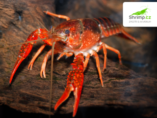 Rak červený – Procambarus clarkii