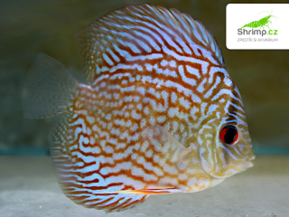 Terčovec Red Turquoise 9 cm - Symphysodon discus