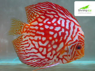 Terčovec Pigeon Checkerboard 9 cm - Symphysodon discus