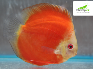 Terčovec Super Red Melon 10-12 cm - Symphysodon discus